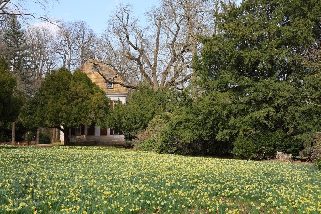 Narzissenwiese Tannenfeld | Narzissenwiese Tannenfeld - Realisiert mit Pictrs.com