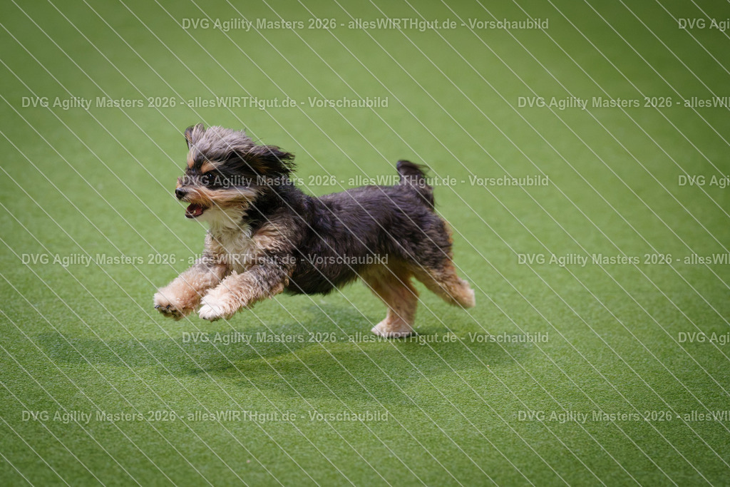 allesWIRTHgut_Tierfotografie-DVG_Agility_Masters_2026-08_41-7R501147 | Professionelle Tierfotografie in Mönchengladbach von Daniel Wirth (allesWIRTHgut). Liebevolle & natürliche Bilder von Hunden & Katzen für unvergessliche Erinnerungen.