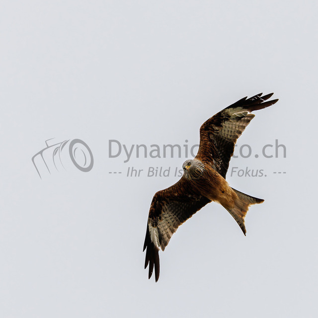 IMG_2023_07_02_0036630-L2 | Professionelle Fotografen für Portrait-, Produkt-, Beauty -, Fashion-, kommerzielle - u. Hochzeitsfotografie sowie für Veranstaltungen. Lokal vor Ort oder in lokalen Studios.