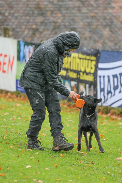 2025_Rally_Obedience_SM-145 | Ich fotografiere Hundeausstellungen, Sportanlässe, Zuchtstätten, Hundezucht, Hundeportrait, Lagotto - Realisiert mit Pictrs.com