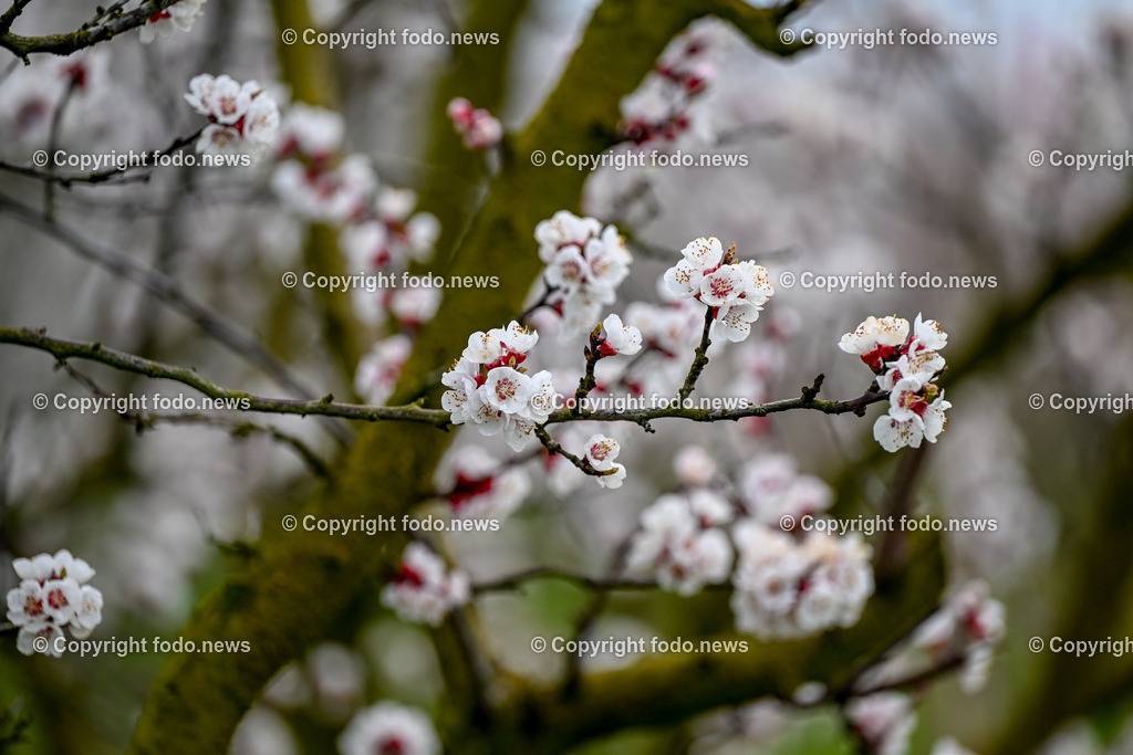 Marillenbluete Niederneukirchen_ 21.03.2024-12 | 21.03.2024, Niederneukirchen, AUT, Marillenbluete, im Bild Marillenbluete, Baeume, Blueten, Knospen, Marillen, Fruechte, Obst, Obstbauer, Fruehling