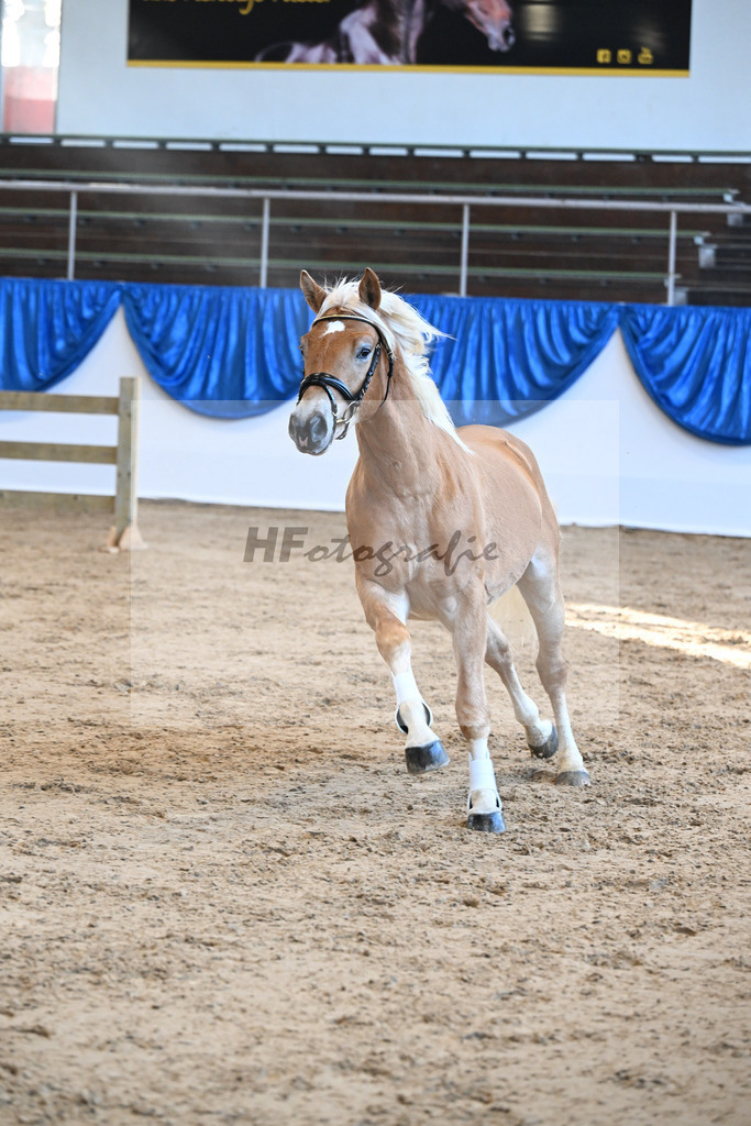 Kat-Nr. 23 Maverick v. Manu_Lechner_48250465 | hf-fotografie - Realisiert mit Pictrs.com