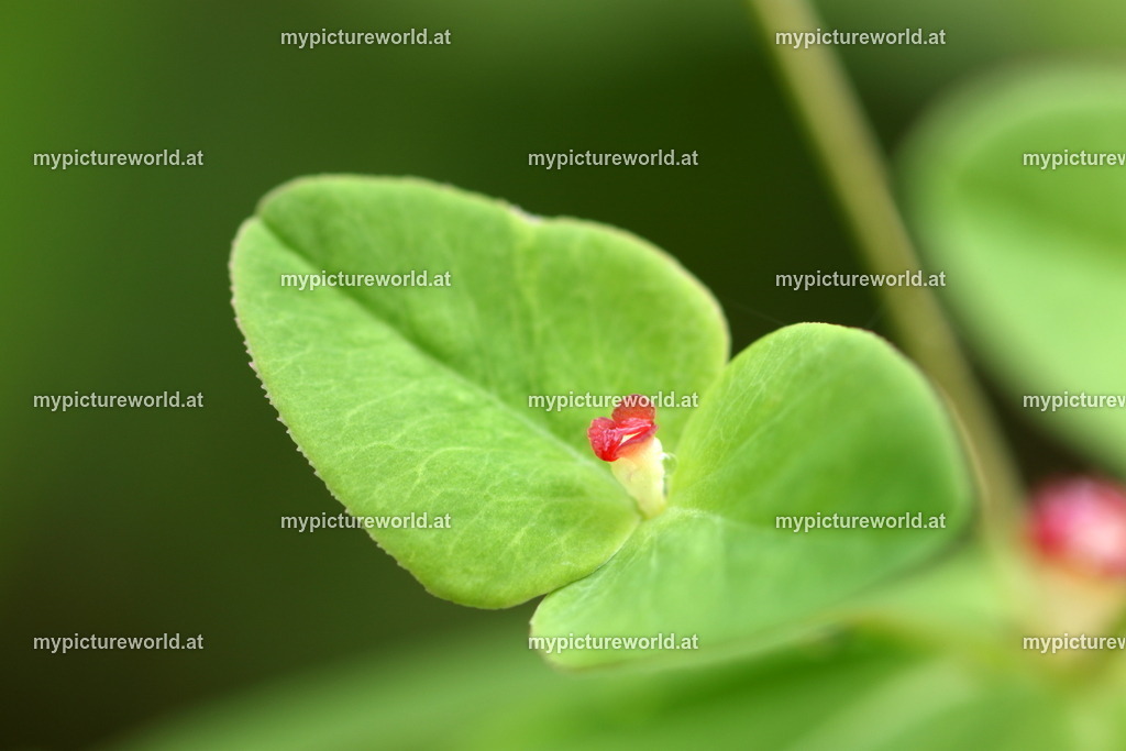 Süße Wolfsmilch-002 | Das Bilderarchiv über Tiere, Planzen und Landschaften. In der Bilddatenbank finden Sie ein große Auswahl an hochwertigen Bilder für Ihre Werbung - Realisiert mit Pictrs.com