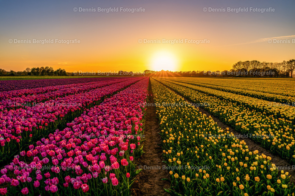 Tulpenfeld im Sonnenuntergang | Entdecken Sie Natur, Makro und Tierfotografie von Dennis Bergfeld.Besondere Momente und Details der Natur, hochwertig als Foto und Wandbild erhältlich. - Realisiert mit Pictrs.com