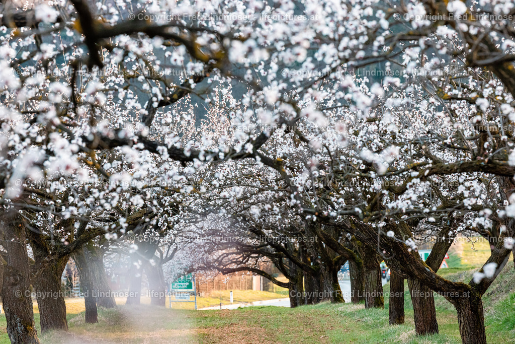 Wachau Marillenbluete 22032023-7603 | Fotos und Fotoprodukte - Realisiert mit Pictrs.com