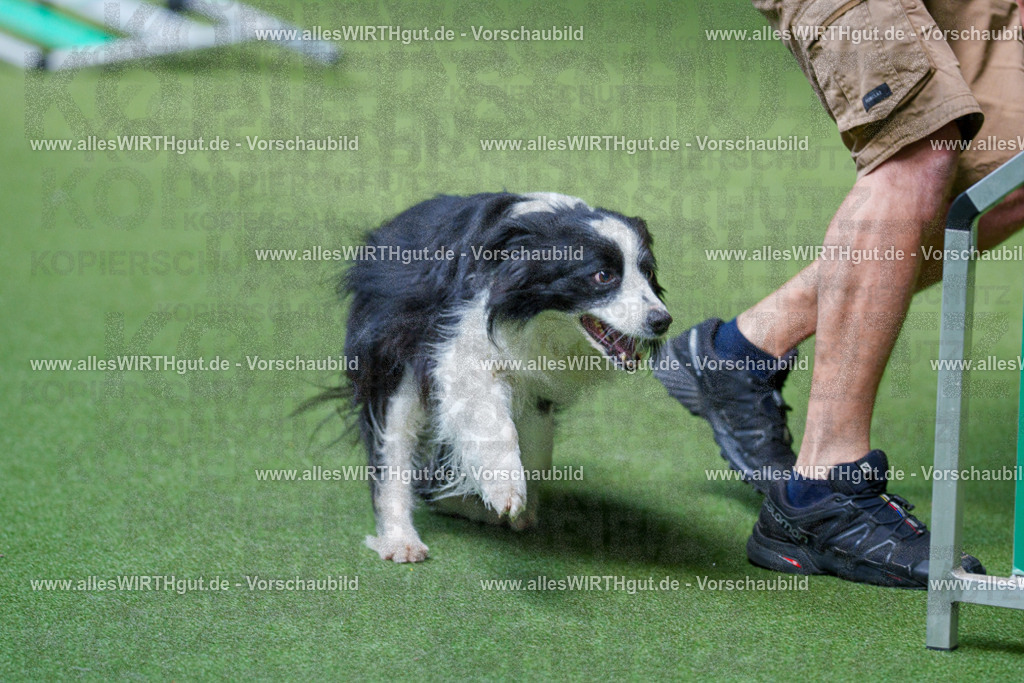 @allesWIRTHgut_Tierfotografie - www.allesWIRTHgut.de - 2604261347-7R502675 | Professionelle Tierfotografie in Mönchengladbach von Daniel Wirth (allesWIRTHgut). Liebevolle & natürliche Bilder von Hunden & Katzen für unvergessliche Erinnerungen.