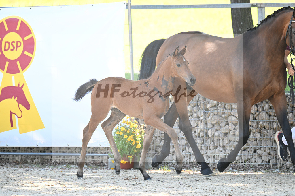 Kat-Nr. 13 Comanchero x Araldik_SF_Joas_26250225 | hf-fotografie - Realisiert mit Pictrs.com