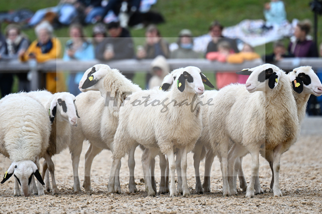 Unsere Schafe_34251433 | hf-fotografie - Realizzato con Pictrs.com