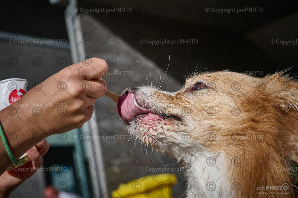 247_202509_4Hundebadetag_NZ9_2976 | proPHOTO - Realisiert mit Pictrs.com