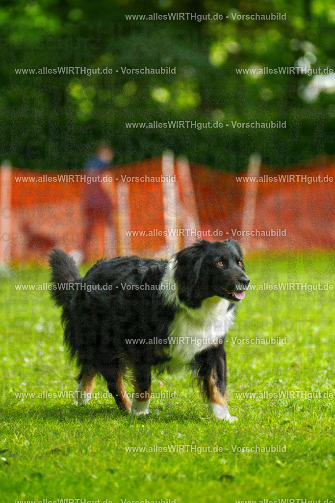 @allesWIRTHgut_Tierfotografie - www.allesWIRTHgut.de - 091329-7R506750 | Professionelle Tierfotografie in Mönchengladbach von Daniel Wirth (allesWIRTHgut). Liebevolle & natürliche Bilder von Hunden & Katzen für unvergessliche Erinnerungen.