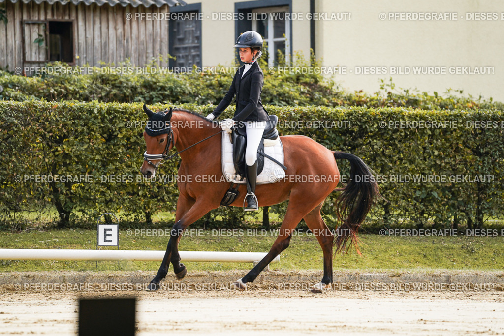 DSC05479 | Pferdegrafie