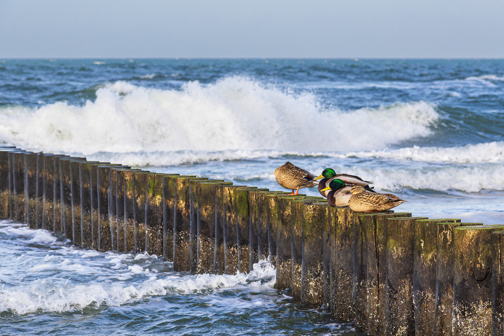Buhne mit Stockenten an der Küste der Ostsee in der Nähe von Graal Müritz | Buhne mit Stockenten an der Küste der Ostsee in der Nähe von Graal Müritz.