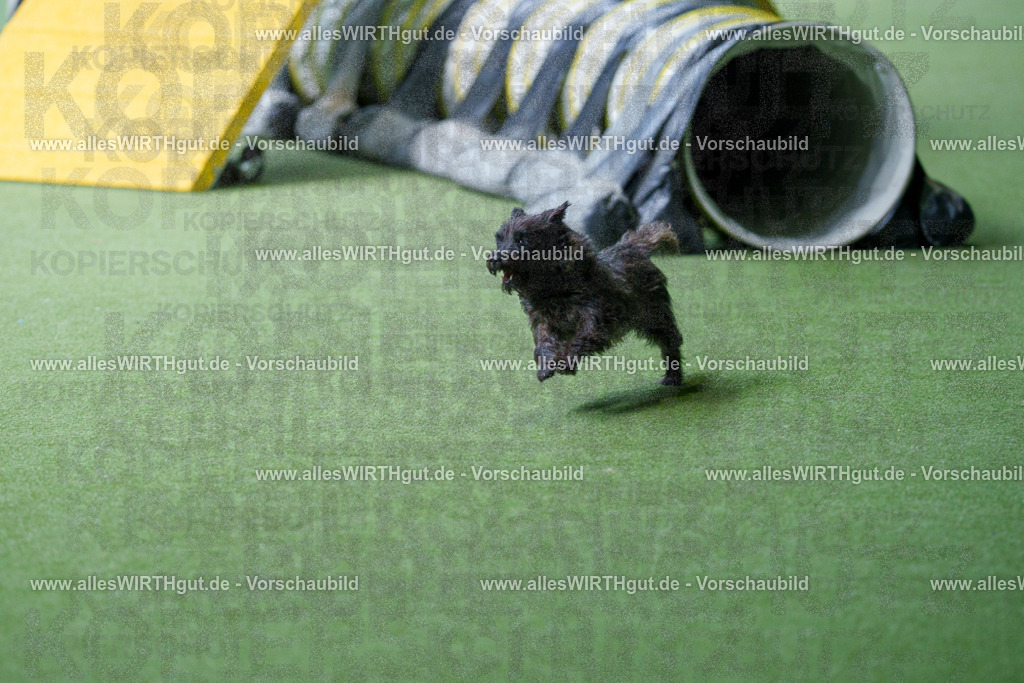 @allesWIRTHgut_Tierfotografie - www.allesWIRTHgut.de - 2604251304-7R503545 | Professionelle Tierfotografie in Mönchengladbach von Daniel Wirth (allesWIRTHgut). Liebevolle & natürliche Bilder von Hunden & Katzen für unvergessliche Erinnerungen.