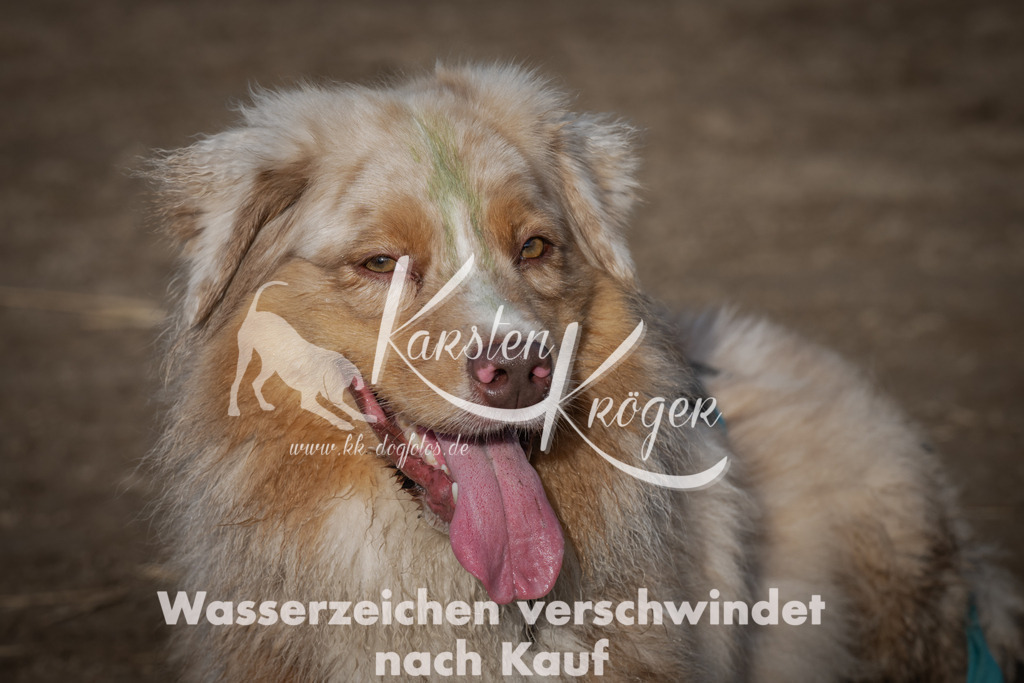 1037_ZZ98992 | kk-dogfotos