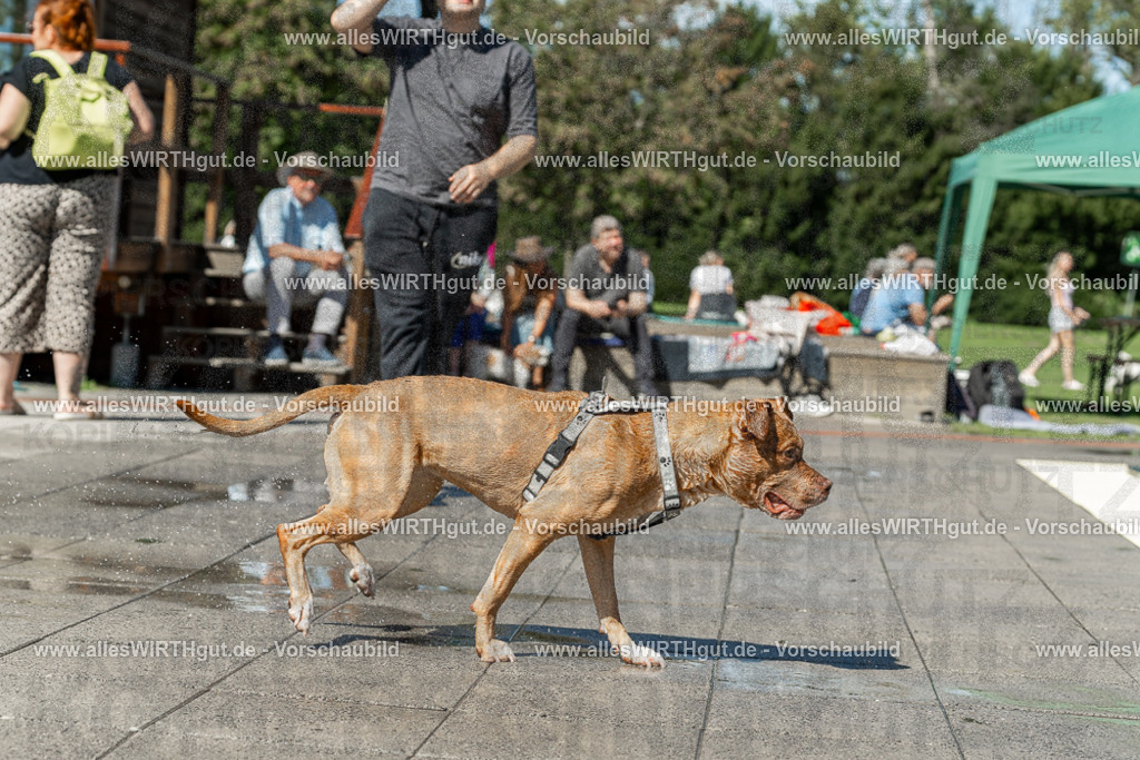 Hundeschwimmen_Volksbad_2026-allesWIRTHgut_Tierfotografie-2609061253-120328-7R500264 | Professionelle Tierfotografie in Mönchengladbach von Daniel Wirth (allesWIRTHgut). Liebevolle & natürliche Bilder von Hunden & Katzen für unvergessliche Erinnerungen.
