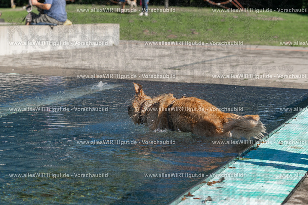 Hundeschwimmen_Volksbad_2026-allesWIRTHgut_Tierfotografie-2609061056-FAY06038 | Professionelle Tierfotografie in Mönchengladbach von Daniel Wirth (allesWIRTHgut). Liebevolle & natürliche Bilder von Hunden & Katzen für unvergessliche Erinnerungen.