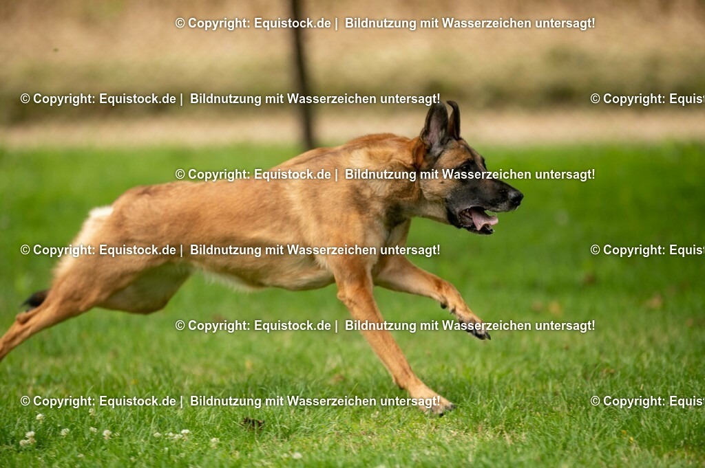 20210728_Schutzhund-in-Bewegung_0020 | Foto: Thomas Hartig