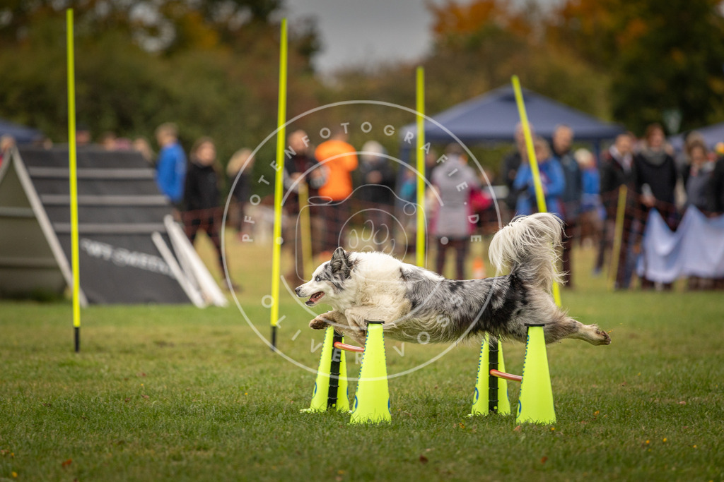 Pfotenfotografie_DV3A6402 | Hundefotografie, Tierfotograf, Pfotenfotografie, Fotoshooting Hund, Hunde Portrait, Hundesport, Hundeportraits, Heideshooting, Hunde, Sportfotograf, Hundefotograf, Turnierhundsport, THS,  - Realisiert mit Pictrs.com