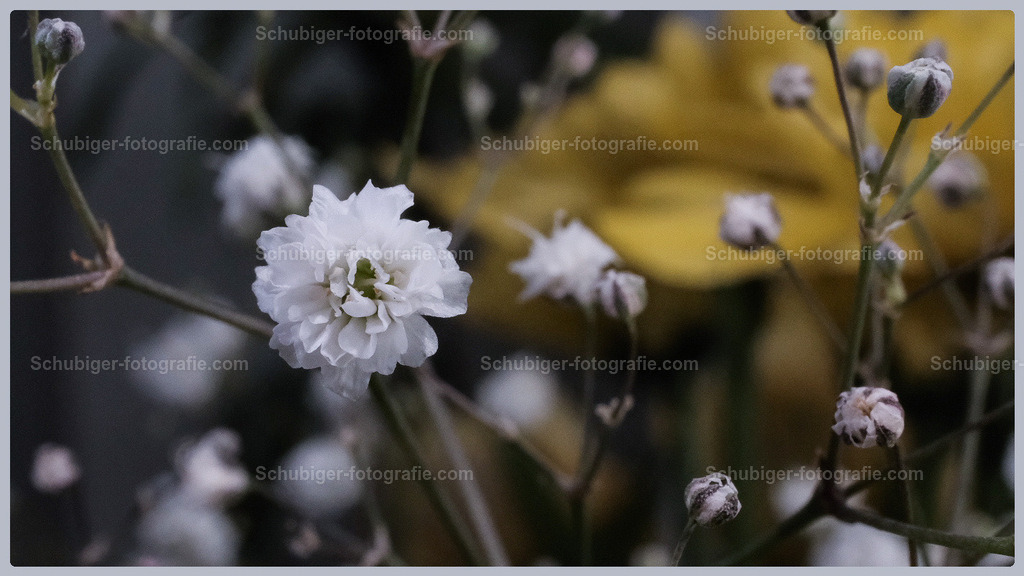 Sommer-Schleierkraut | Aus dem Englischen übersetzt-Gypsophila elegans, der einjährige Baby-Atem oder auffällige Baby-Atem, ist eine Zierpflanze, die in Asien und Europa beheimatet ist. Wikipedia (Englisch) - Realisiert mit Pictrs.com