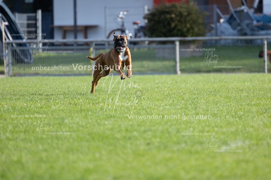 _16A6576 | Einzigartige Fotos von Hunden & Menschen –Actionfotos, Portraits, Vereinsaufnahmen & Paarshootings – authentisch, lebendig & mit Herz.