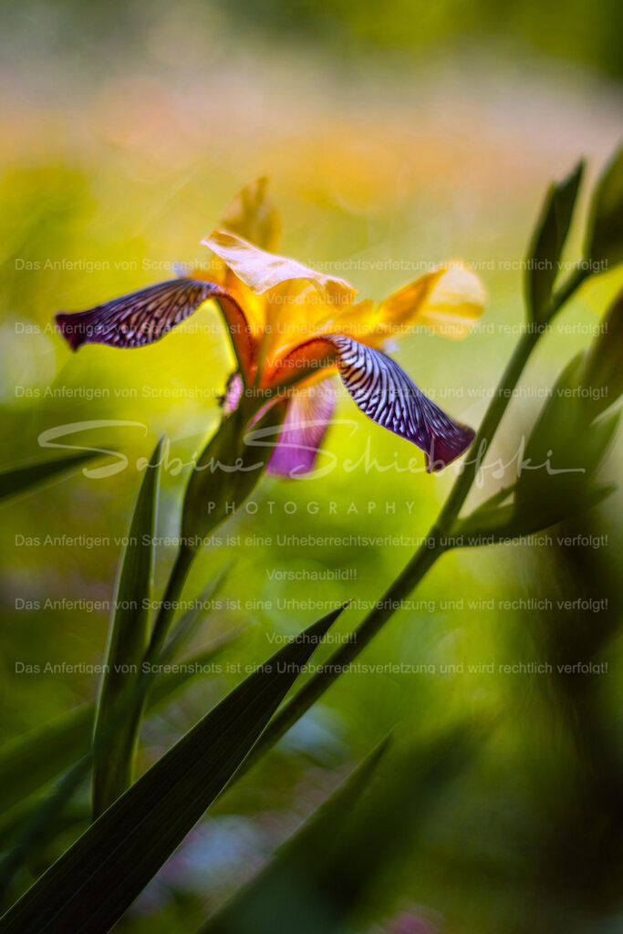 Iris im Farbenrausch | Entdecke die Schönheit einer gelben purpurnen Iris , die vor einem grünen Hintergrund mit sanftem Bokeh erstrahlt. Perfekt für Natur- und Blumenliebhaber, die die lebendigen Farben und die zarte Eleganz dieser Blume schätzen. - Realisiert mit Pictrs.com