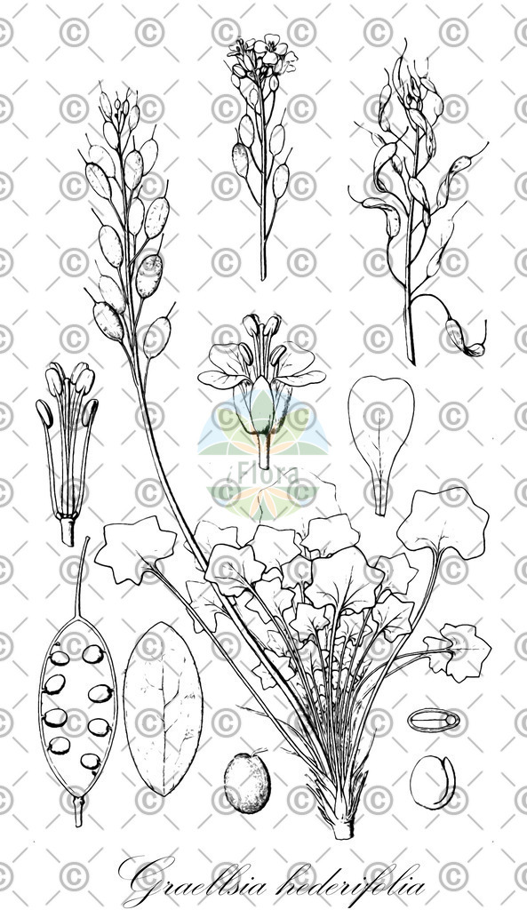 HistAbb_wfo-0000975154_1_ENZY_Simple | Historische Abbildung von Graellsia hederifolia - Brassicaceae | Historical Illustration of Graellsia hederifolia - Brassicaceae