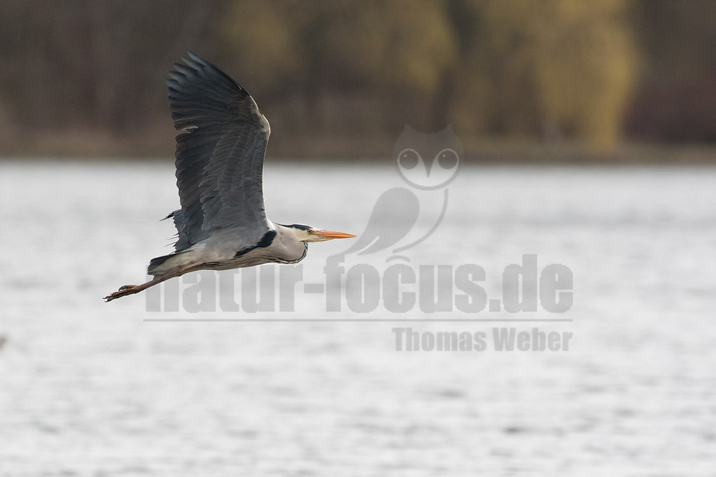 20080309_13425715721 | Der Graureiher (Ardea cinerea), auch Fischreiher genannt, ist eine Vogelart aus der Ordnung Pelecaniformes. Er ist in Eurasien und Afrika weit verbreitet und häufig. Weltweit werden vier Unterarten unterschieden. In Mitteleuropa ist er mit der Nominatform Ardea cinerea cinerea vertreten. - Realisiert mit Pictrs.com