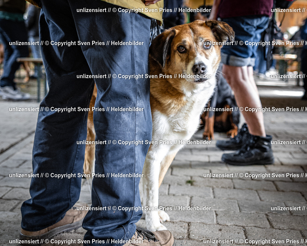Sven Pries | 2025-10-03 - Hunderennen Obergrombach - Realisiert mit Pictrs.com