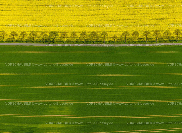 Dortmund230407844KleyRapsfeld | Luftbild, Rapsfeld in Dortmund Kley mit Baumreihe,Weg Am Zitter und Wohnsiedlung Echeloh, grüner und gelber Acker,  Kley, Dortmund, Ruhrgebiet, Nordrhein-Westfalen, Deutschland