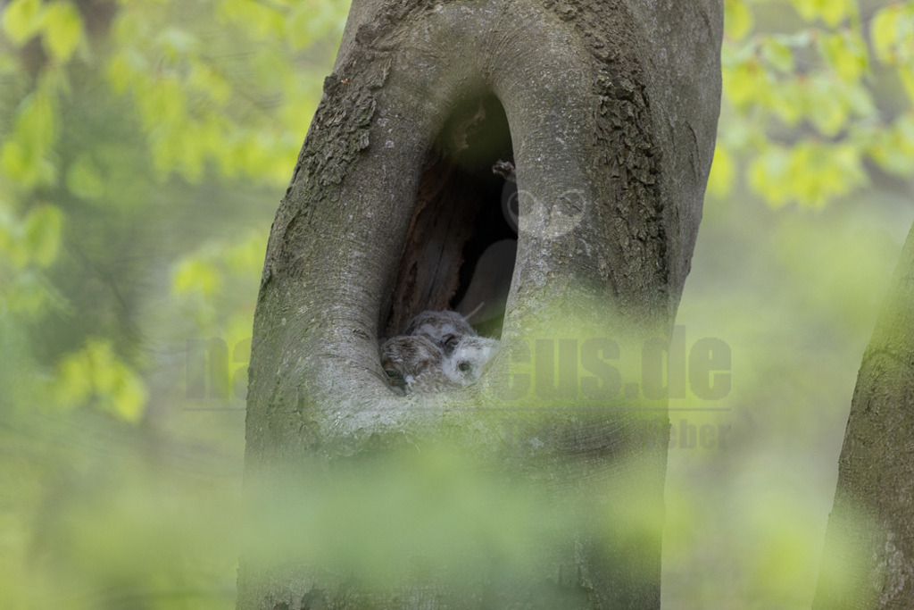 R5NF4530-20230427 | Der Ruf dieser Eulenart ist unverkennbar. Vor allem zur Balzzeit im Herbst und Spätwinter hören wir den unheimlich anmutenden Gesang der Waldkauzmännchen (Strix aluco). Dank seines dichten und samtartigen Gefieders und seiner kammartigen Flügelspitzen kann er nahezu lautlos auf Jagd gehen. Immer auf der Suche nach seiner bevorzugten Beute – Mäusen. - Realisiert mit Pictrs.com