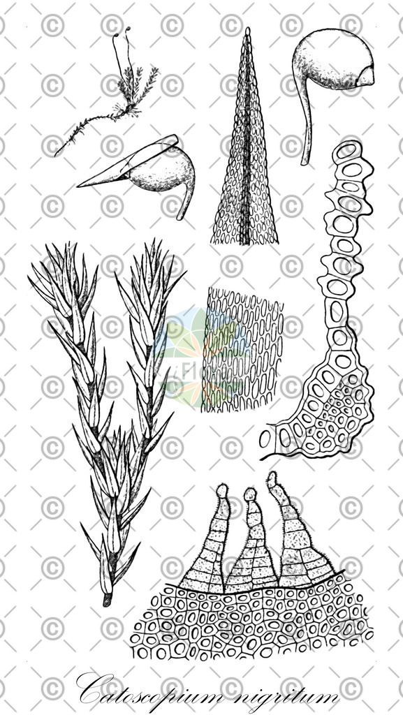 HistAbb_wfo-0000591002_1_ENZY_Simple | Historische Abbildung von Catoscopium nigritum - Catoscopiaceae | Historical Illustration of Catoscopium nigritum - Catoscopiaceae
