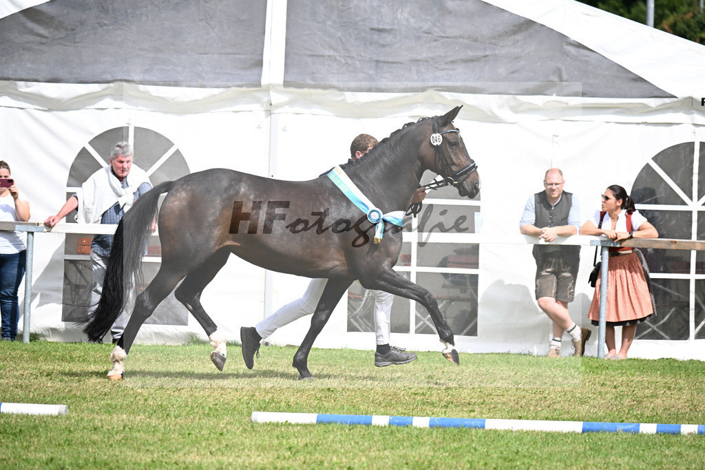 Kat-Nr. 46 Goldfee BF v. Desperados_Podehl_30251095 | hf-fotografie - Realisiert mit Pictrs.com