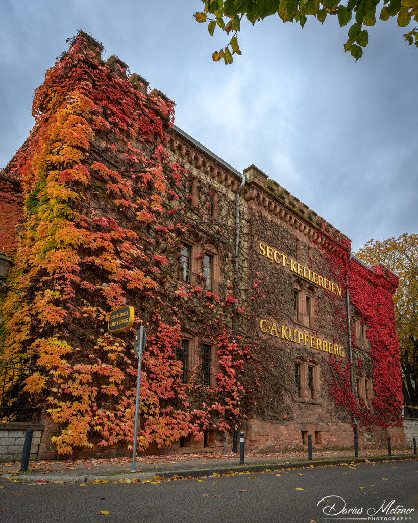 _DSC4391 | Fotografien, Fotos und Bilder aus Mainz, Frankfurt, Wiesbaden und anderen Orten auf der Welt - Fotografiert von Darius Metzner