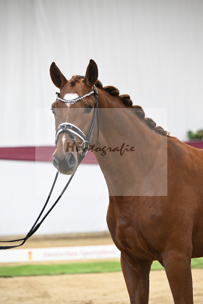 Kat-Nr. 107 Escanto PS x Vitalis_Angelina De Vittorio GmbH u Co. KG_47253406 | hf-fotografie - Realisiert mit Pictrs.com