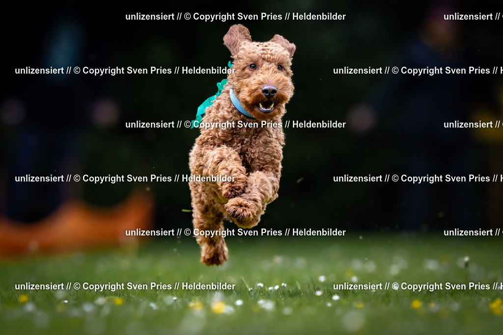 Sven Pries | 2026-05-14 - Hunderennen KA Durlach Vatertag 2026 - Realisiert mit Pictrs.com