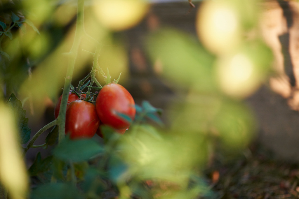Tomatenstaude im Gewächshaus | Austria - August 24, 2013: Tomatenstaude im Gewächshaus. - Realisiert mit Pictrs.com