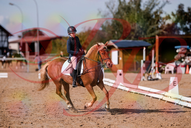 2026_10_03_Siefer-Hof_120351_Z81_06352776 | Professionelle Reitsport-, Turnier- und Eventfotografie von Robert Broda. Galerien mit ausgewählten und bearbeiteten Bildern direkt online ansehen und bestellen.