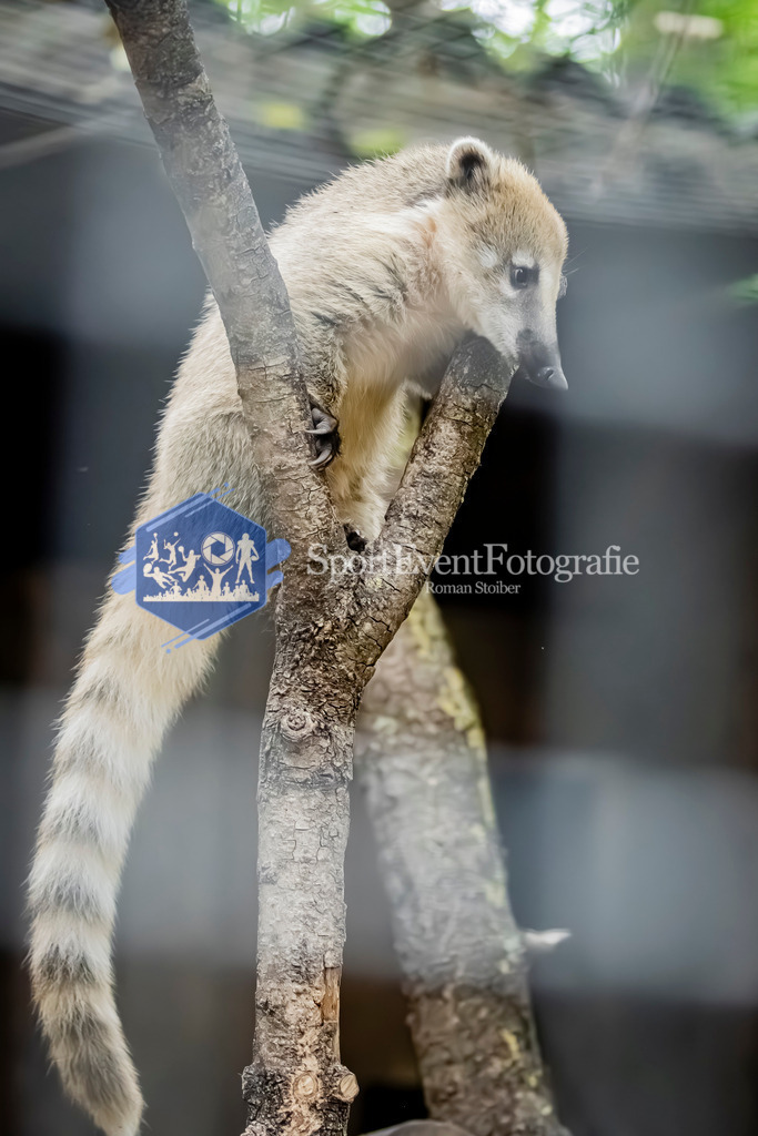 IMG_3940 | SportEventFotografie - Roman Stoiber