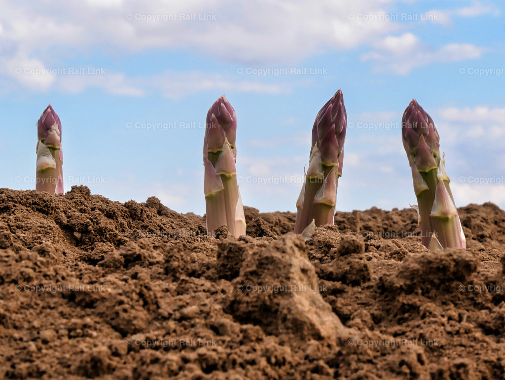 Spargeltuerme | Stockfotos, Fotos mit Miniaturfiguren und kreativen Ideen. Dabei auch vieles aus der Metropolregion Rhein-Neckar. 