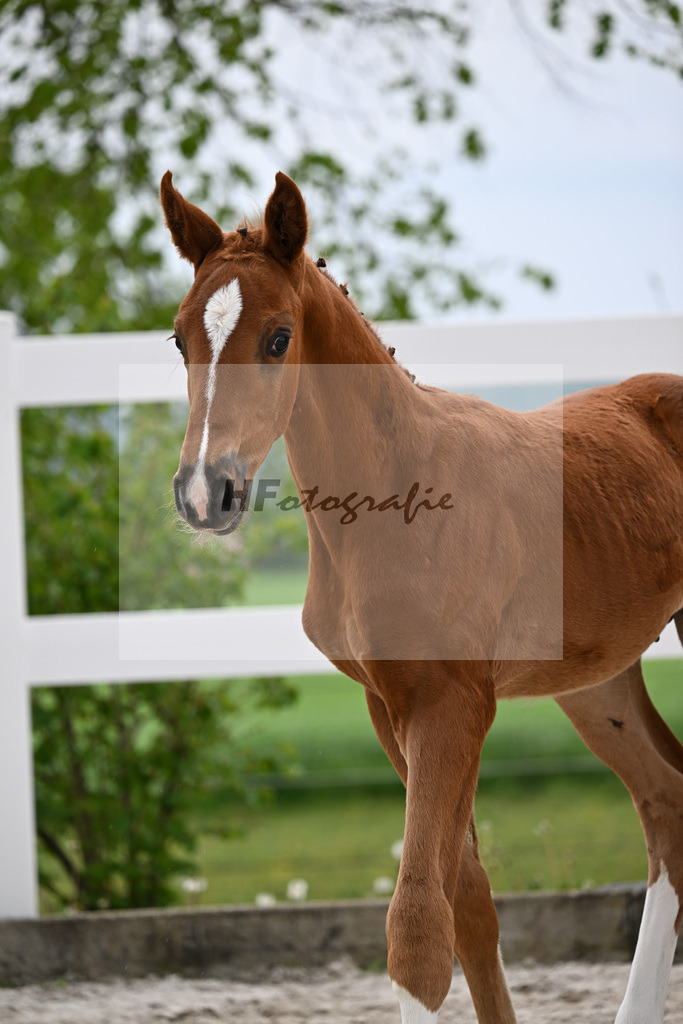 Kat-Nr. 32 HF Erste Sahne x Fuerst Samarant_Kahl_23261065 | hf-fotografie - Realizzato con Pictrs.com