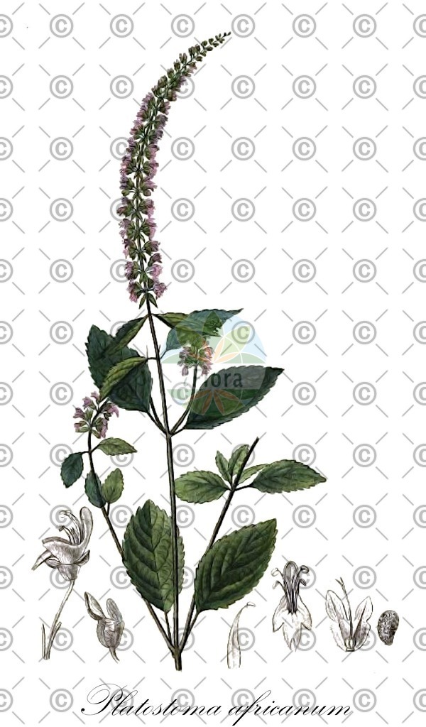 HistAbb_wfo-0000274833_1_ENZY_Simple | Historische Abbildung von Platostoma africanum - Lamiaceae | Historical Illustration of Platostoma africanum - Lamiaceae