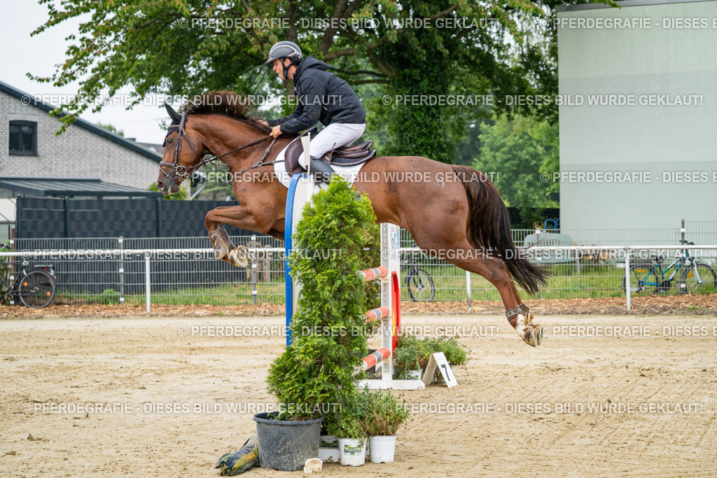 DSC01509 | Pferdegrafie