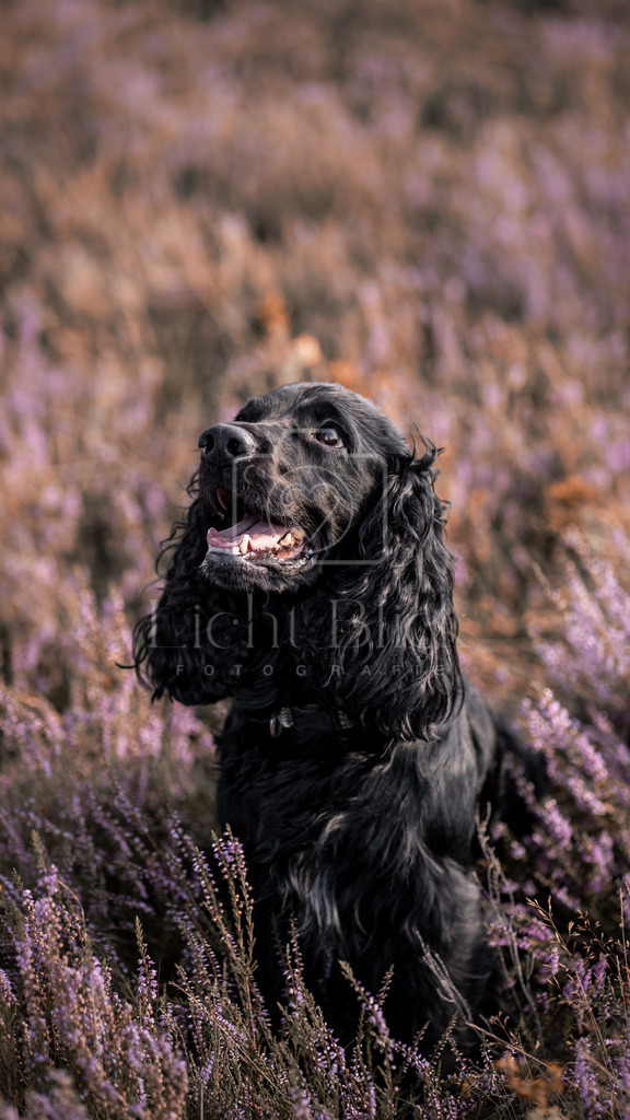 _7M34817 | <licht-blick-fotografie><shooting><portraitshooting><tiershooting><landschaftsbilder><shootingbuchen><buchen><fotografbremen> <fotograf niedersachsen><fotografin Bremen und niedersachsen><carshooting><automobilfotografie><auto> - Realisiert mit Pictrs.com