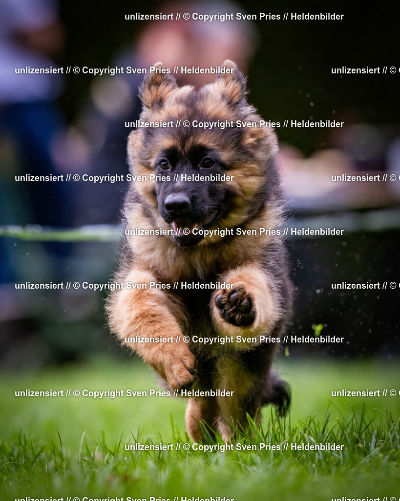 Sven Pries | 2024-10-19 - Hunderennen Ober-Grombach - Realisiert mit Pictrs.com