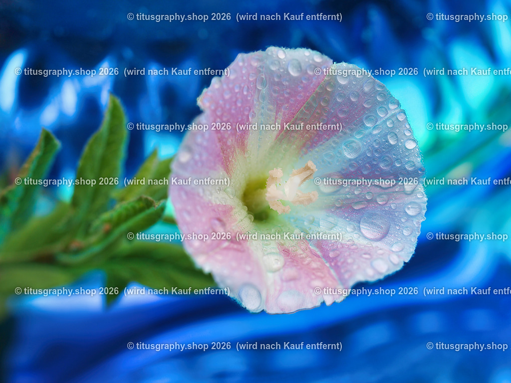 titusgraphy_P6248147-vz-ln | titusgraphy-shop: Geschenkideen mit Qualitätsfotos. titusgraphy-shop: gift ideas with quality photos. titusgraphy-shop: idées cadeaux avec photos de qualité.  - Realisiert mit Pictrs.com