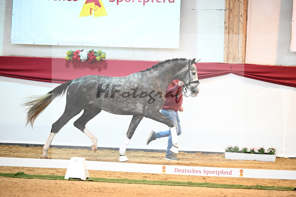 Kat-Nr. 4 Benicio x Livaldon_Schulze-Averdiek_43231528 | hf-fotografie - Realisiert mit Pictrs.com