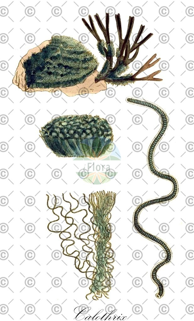 HistAbb_3FYV_3_ENZY_Simple | Historische Abbildung von Calothrix - Rivulariaceae (0) | Historical Illustration of Calothrix - Rivulariaceae (0)