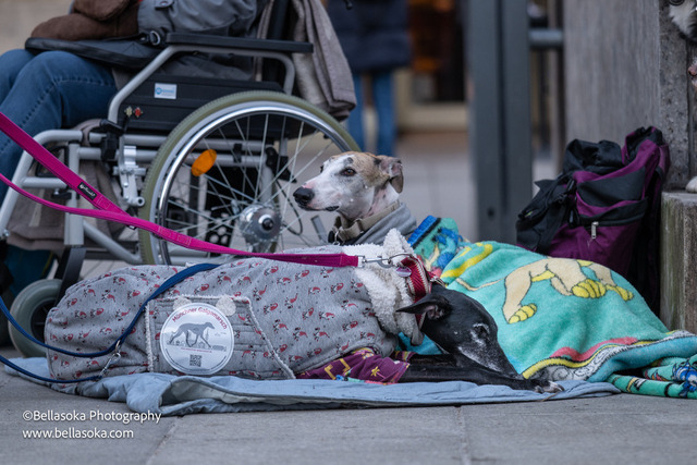 Galgomarsch2026-202 | Augenblicke kommen und gehen, Erinnerungen bleiben. Als Tierfotografin schaffe ich liebevolle Erinnerungen an unsere tierischen Familienmitglieder, ohne Stress und Druck.
Buchbar für den Raum München und Landkreis Dachau  - Realisiert mit Pictrs.com