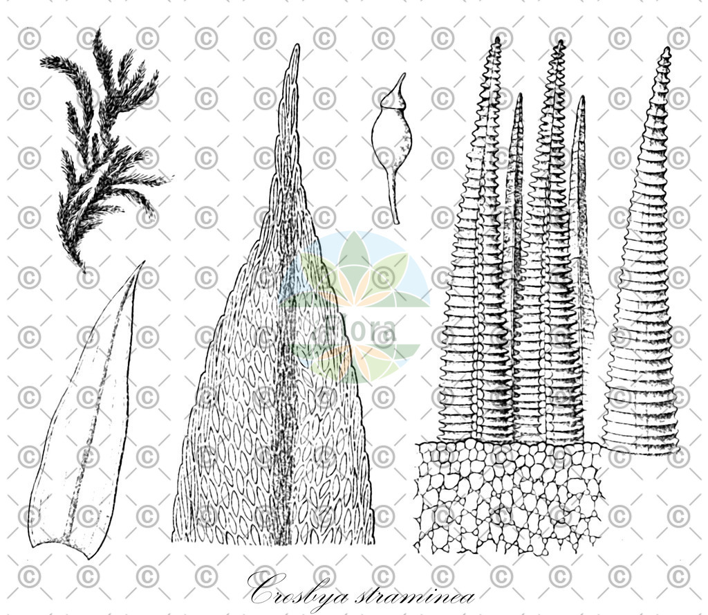 HistAbb_wfo-0000626379_1_ENZY_Simple | Historische Abbildung von Crosbya straminea - Daltoniaceae | Historical Illustration of Crosbya straminea - Daltoniaceae