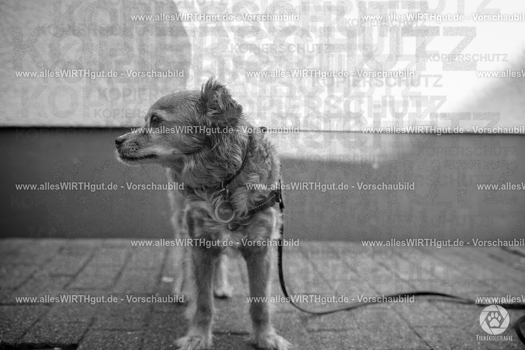 Pfötchenmarkt Nettetal-Lobberich 2026 - Nettetal-Tag - Daniel Wirth - www.allesWIRTHgut.de - @allesWIRTHgut_Tierfotografie 7R508434 | Professionelle Tierfotografie in Mönchengladbach von Daniel Wirth (allesWIRTHgut). Liebevolle & natürliche Bilder von Hunden & Katzen für unvergessliche Erinnerungen.